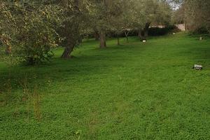 Terreno olivetato edificabile