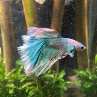 Betta splendens