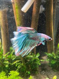 Betta splendens