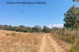 Terreno agricolo /vigneto