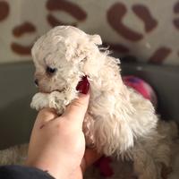 Maltipoo linea coreana