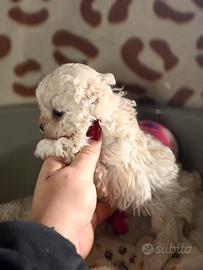 Maltipoo linea coreana