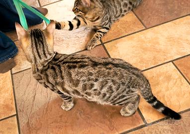 Cuccioli di Gatto Bengala 3 mesi e mezzo 