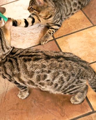 Cuccioli di Gatto Bengala 3 mesi e mezzo 