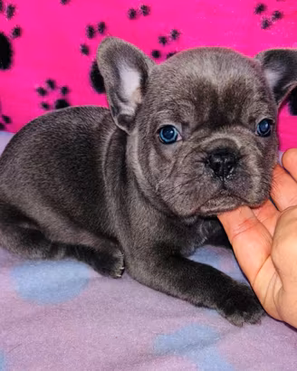 Cuccioli di bulldog francese
