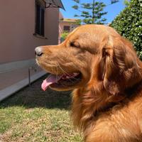 Monta golden americano