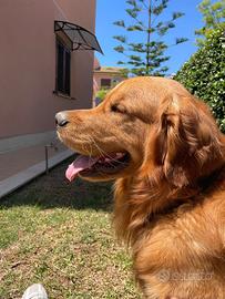 Monta golden americano