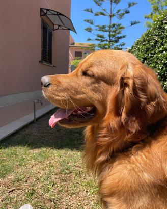 Monta golden americano