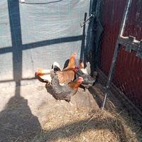 Galline