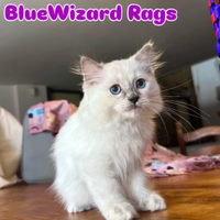 Cuccioli di ragdoll