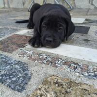 Cane corso