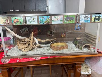 Serpente del grano con teca