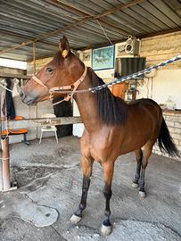 Cavallo da trotto