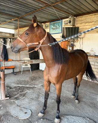Cavallo da trotto