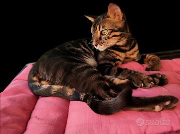 Splendido Gattino Bengala Charcoal