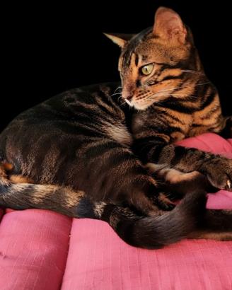 Splendido Gattino Bengala Charcoal