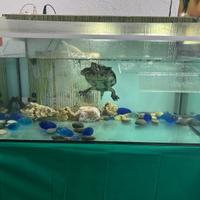 Acquario/Tartarughiera