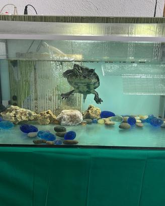 Acquario/Tartarughiera