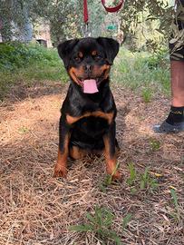 Cucciolona di rottweiler