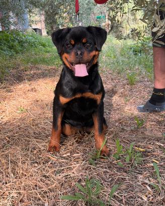 Cucciolona di rottweiler