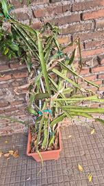 piante frutto del drago grandi da madre che frutta