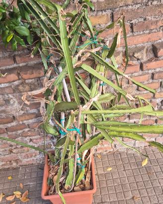 piante frutto del drago grandi da madre che frutta