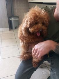 Maschio Red con pedigree ENCI toy