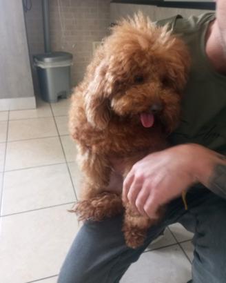 Maschio Red con pedigree ENCI toy