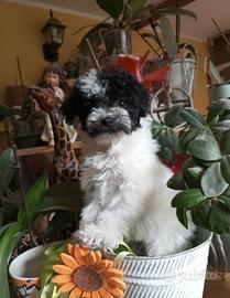 Maschietto Barboncini veramente piccolissimo