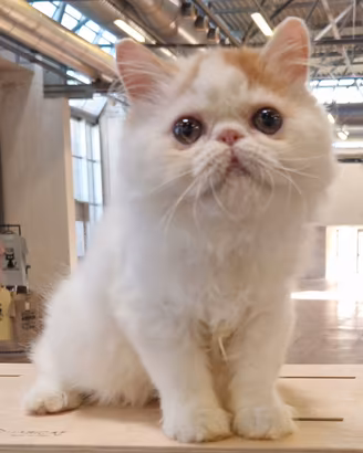Cucciola di gatto persiano