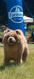 Chow chow