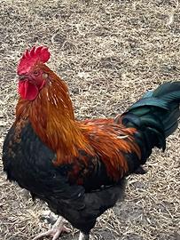 Galletto marans nero ramato