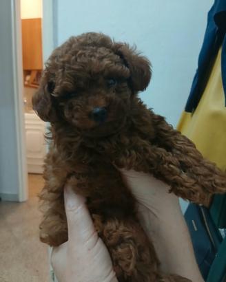 Cucciola Barboncino Toy