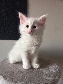 Splendidi cuccioli di norvegese delle foreste