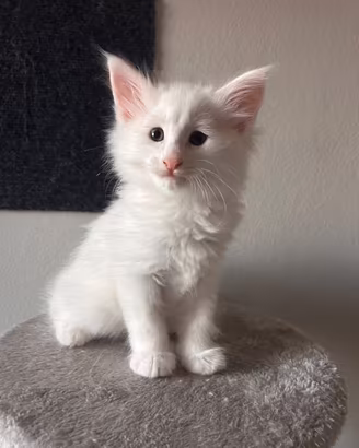 Splendidi cuccioli di norvegese delle foreste