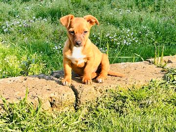 Meticcia cucciola taglia mini toy