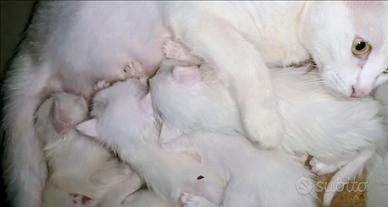Gattini Siberiani razza ANALLERGICI coccoloni