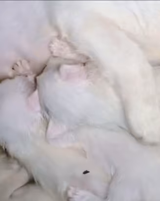 Gattini Siberiani razza ANALLERGICI coccoloni