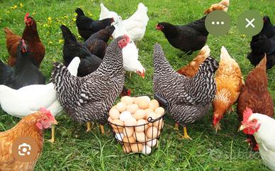 Galline ovaiole giovani