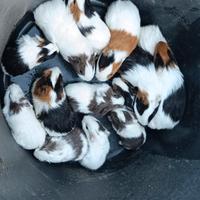 Porcellini d'india a pelo corto(cavie peruviana)