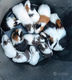 Porcellini d'india a pelo corto(cavie peruviana)