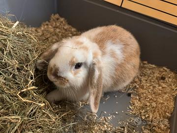 Coniglio ariete nano