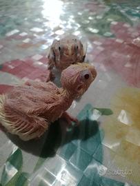 Pulli di calopsite portatori di lutino