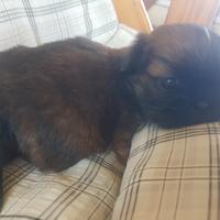Cane Shih tzu