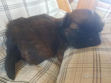 Cane Shih tzu
