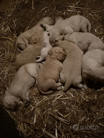 Golden retriever cucciolata selezionata