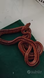 Serpente del grano