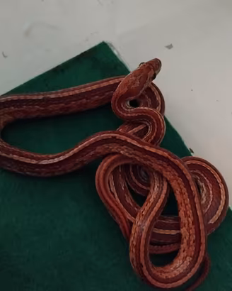 Serpente del grano