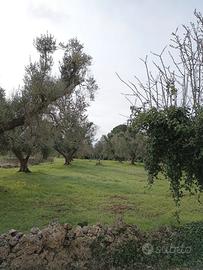 Terreno con ulivi