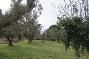 Terreno con ulivi